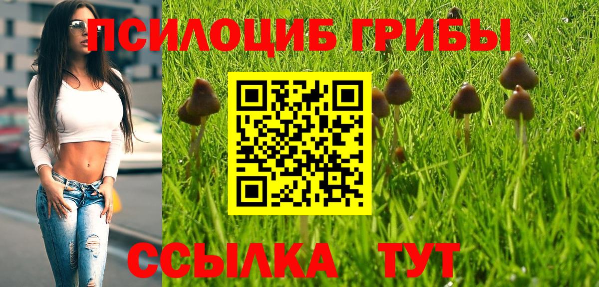 Галлюциногенные грибы Psilocybine cubensis Сургут